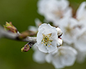 Orchard Blossom 21